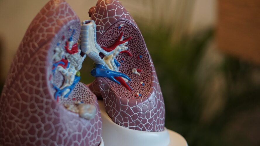 medical diagram of lungs